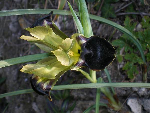 Bellavedova... Hermodactylus tuberosus